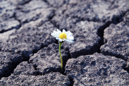 resilience image, flower growing resiliently, resilience in the workplace